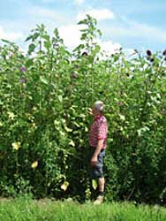 Biogas aus Wildpflanzen