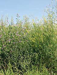 Biogas aus Wildpflanzen