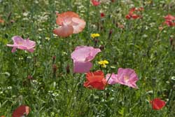 Cosmos Ansaat